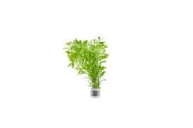 Ludwigia inclinata var. verticillata (Meta / Pantanal) Rare Collector Stem Plant • Intense Orange-Red Color • High-Tech Aquascaping Showpiece 