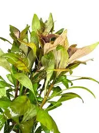 Ludwigia inclinata Cuba aquarium plant with vibrant orange red stem growth