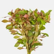 Ludwigia Peruensis aquarium plant with deep burgundy red stem growth
