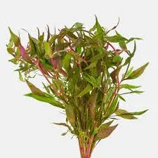 Scarlet Temple (Alternanthera reineckii) – vibrant red freshwater aquarium plant with broad leaves, ideal for midground or background aquascaping.