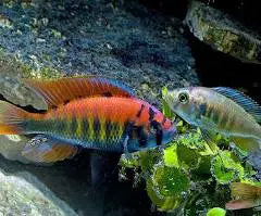 Pundamilia nyererei Haplochromis Nyererei Cichlid for sale – vivid red & blue Lake Victoria African cichlid with bold display coloration | Tropical Treasures Wyo