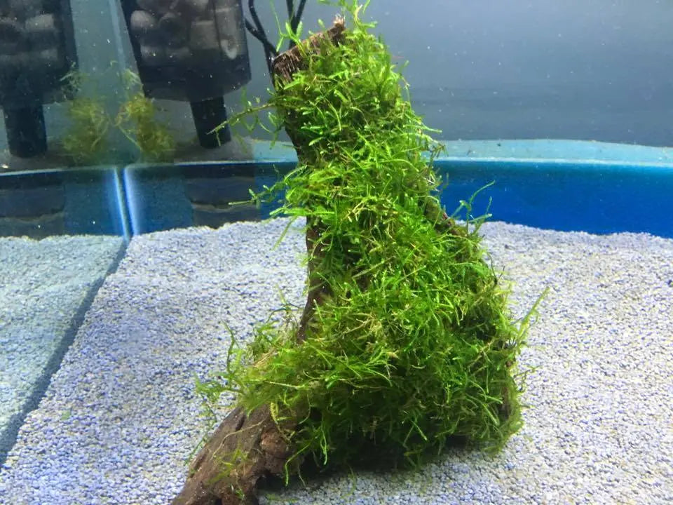 Live Java Moss Java Moss on Driftwood – X-Small Aquarium Plant – Tropical Treasures ...