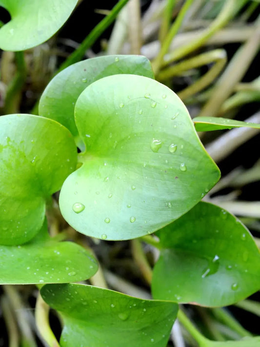 Frogbit (Limnobium spongia) floating aquarium plant with round green leaves and long trailing roots in a freshwater tank