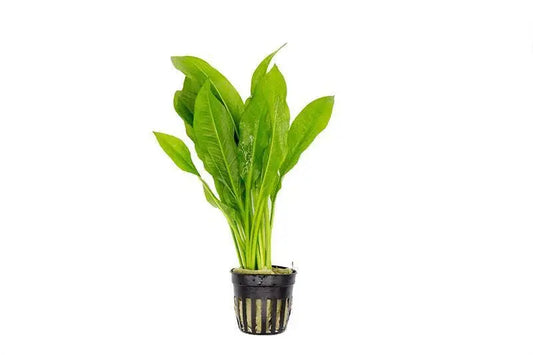 Dark Green Sword Plant Tropical Treasures Wyo LLC