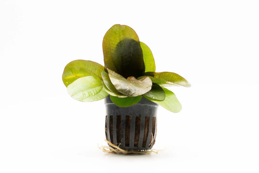 Echinodorus Reni aquarium plant