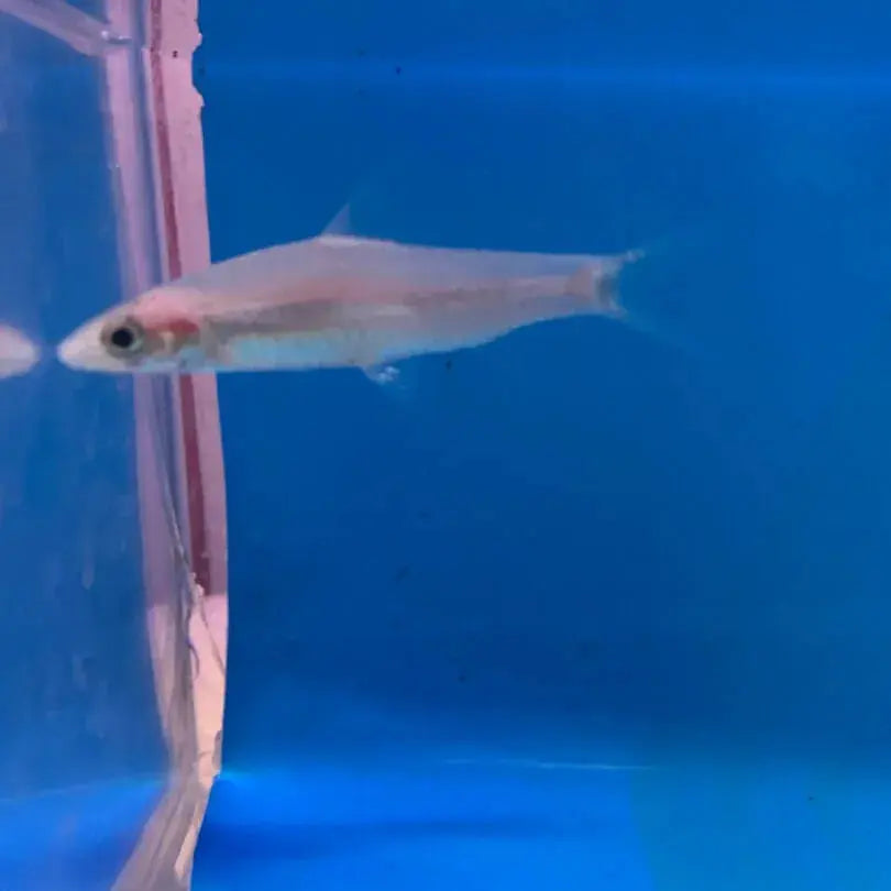Platinum Roseline Shark with shimmering silver body in freshwater aquarium