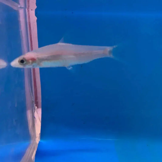 Platinum Roseline Shark with shimmering silver body in freshwater aquarium