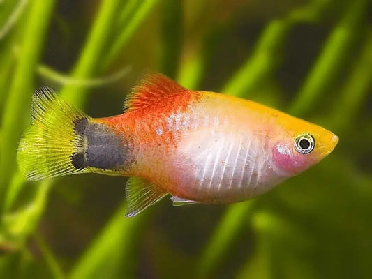 Gold Moonlight Platy (Xiphophorus maculatus) – vibrant golden freshwater livebearer fish with reflective sheen, peaceful and hardy, ideal for community aquariums.