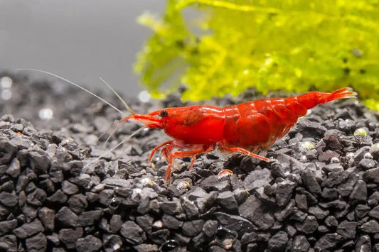 Cherry Shrimp (Neocaridina davidi) – bright red freshwater dwarf shrimp, popular algae eater and community-safe invertebrate for aquariums.