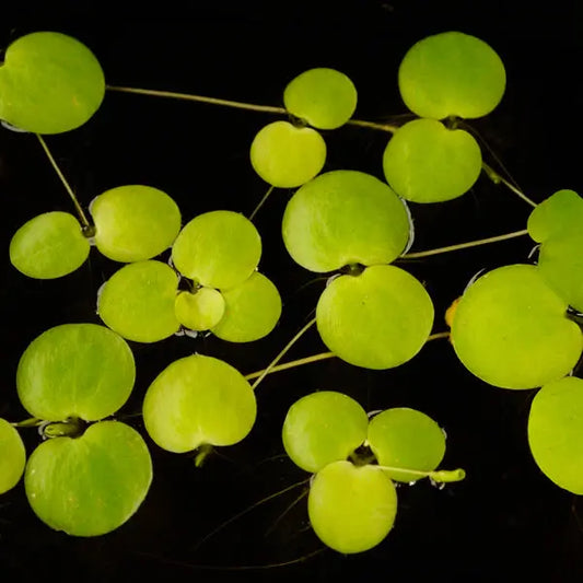 American Frogbit (Limnobium spongia) – floating aquarium plant with round green leaves and long trailing roots in a freshwater aquascape.