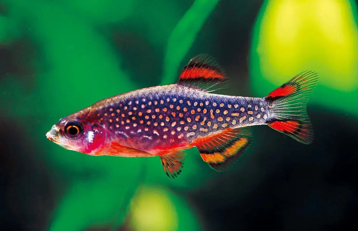 Malabar Galaxy Danio active freshwater danio with galaxy-like spotted pattern