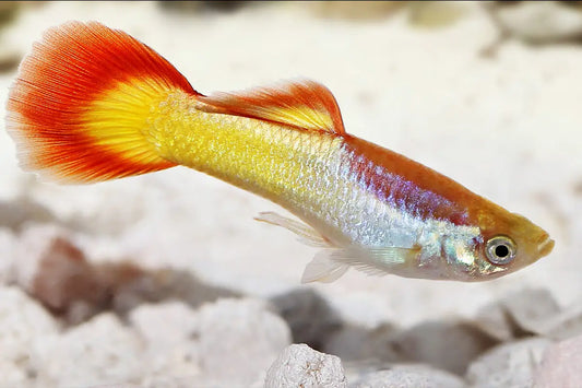 Flame Guppy pair – male and female guppies with vibrant orange-red coloration swimming in a freshwater aquarium.