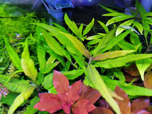 Hygrophila salicifolia rubra live aquarium plant