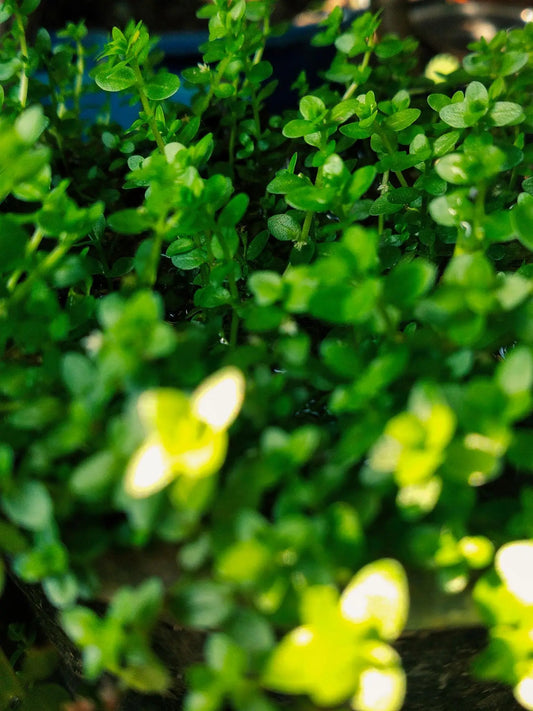 Rotala green aquarium plant