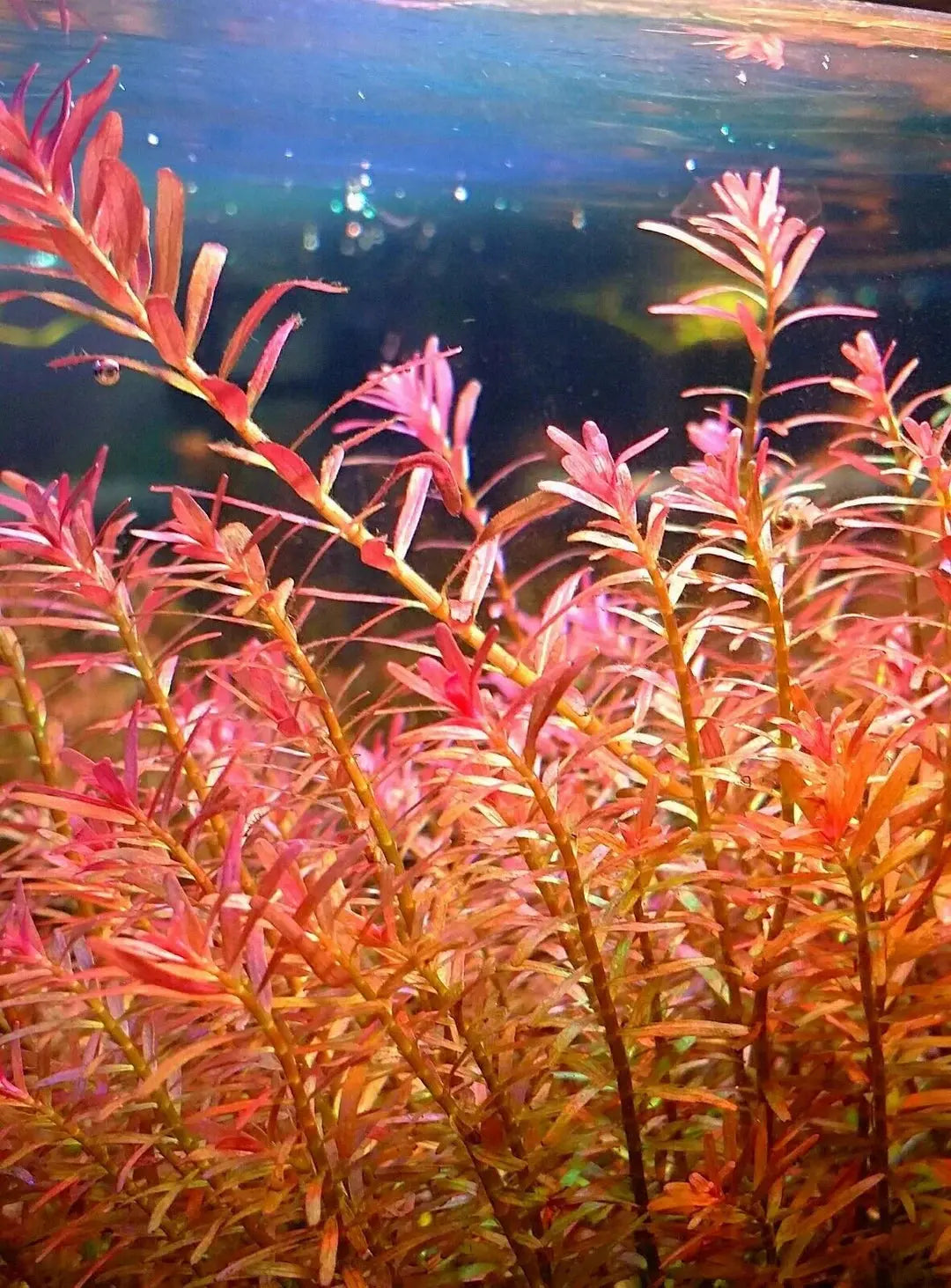 Rotala Hra aquarium plant with orange red stem growth