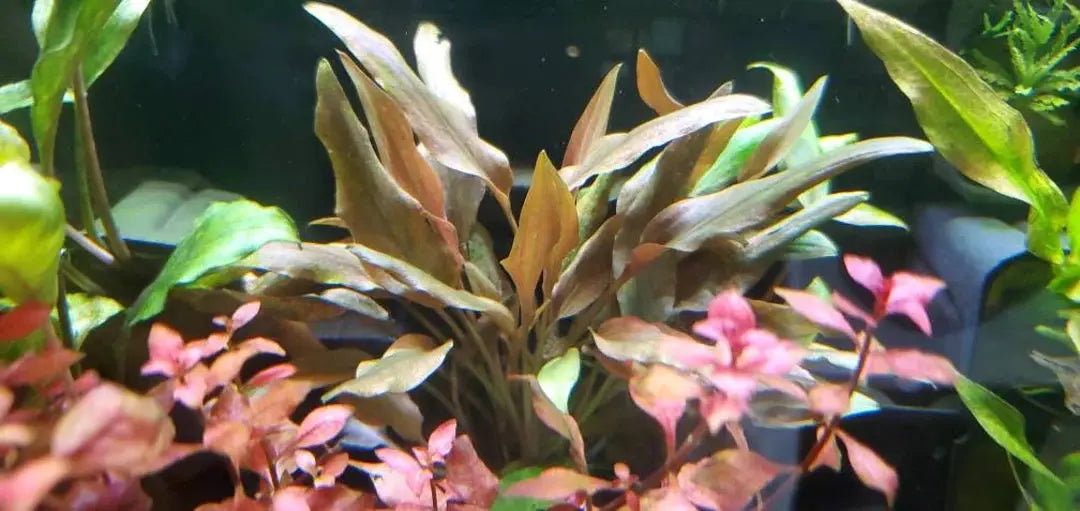 Cryptocoryne wendtii Tropica aquarium plant