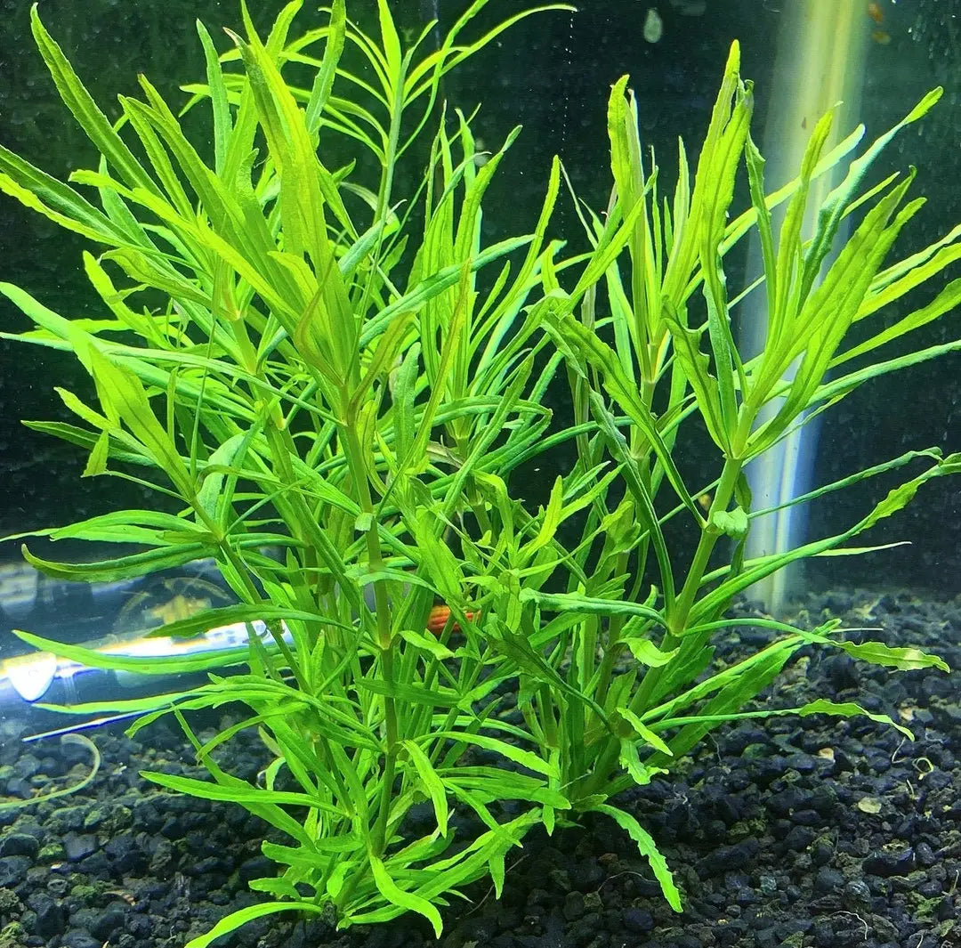 Pogostemon Stellatus ‘Narrowleaf’ (Unleaded) – Vibrant Aquarium Stem Plant Tropical Treasures Wyo
