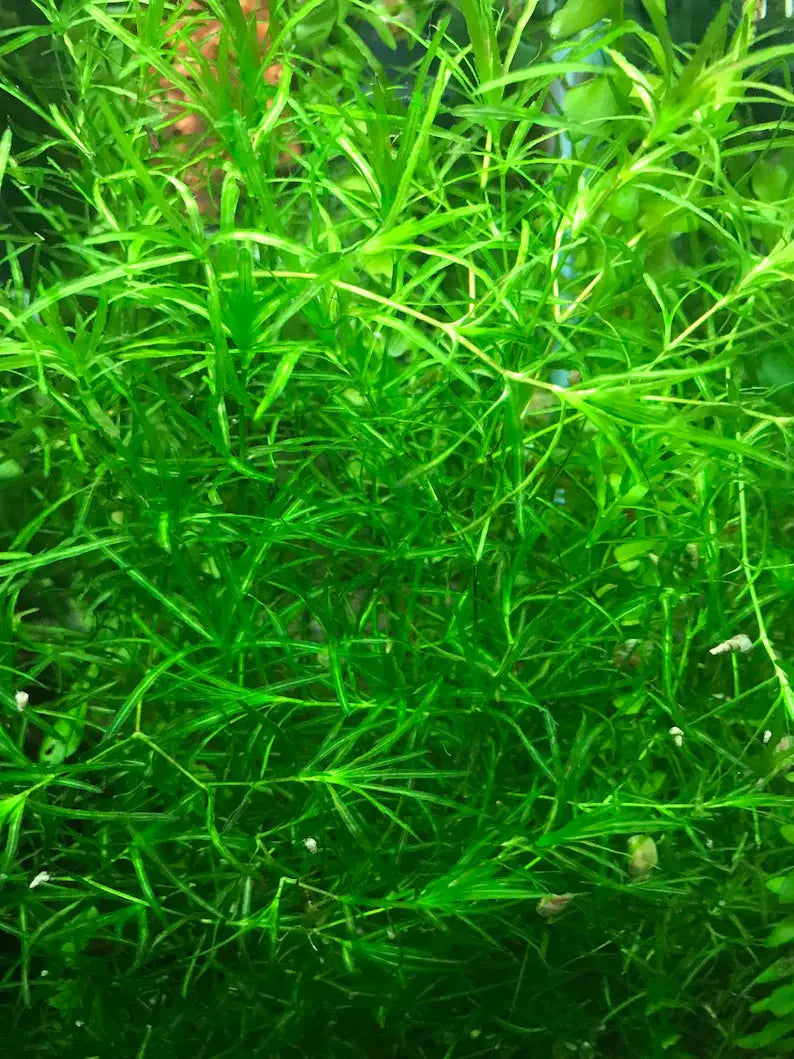 Guppy Grass – Fast-Growing Live Aquarium Plant Tropical Treasures Wyo LLC