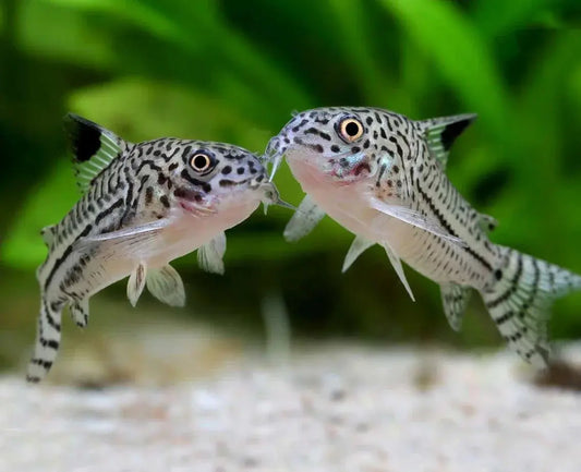 Threestripe Corydora Tropical Treasures Wyo