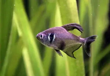 Black Phantom Tetra - Peaceful Schooling Tetra • Subtle Black &amp; Silver Color • Community Safe 