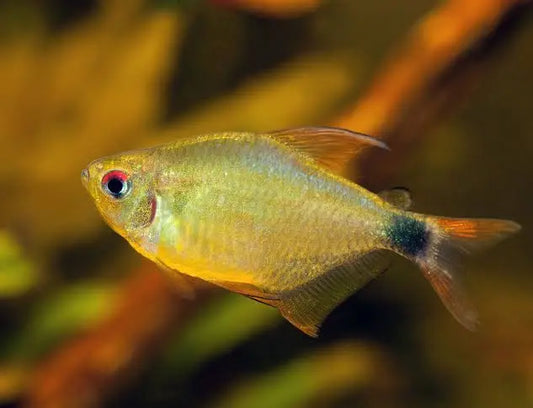 Kitty Tetra — small golden-yellow tetra with a black spot at the base of its tail, a red patch above its eye, ideal for planted community aquariums.
