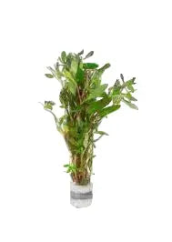 Ludwigia inclinata Green aquarium stem plant with bright green leaves for planted freshwater aquariums.