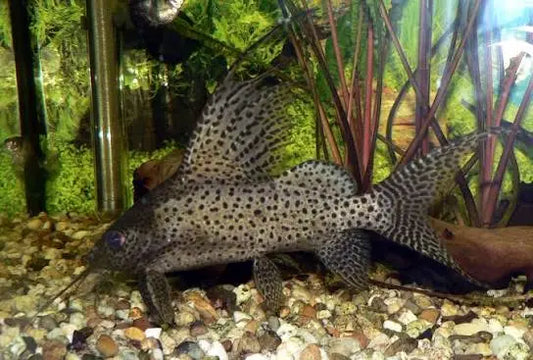 Synodontis Eupterus Featherfin Catfish freshwater catfish with tall dorsal fin