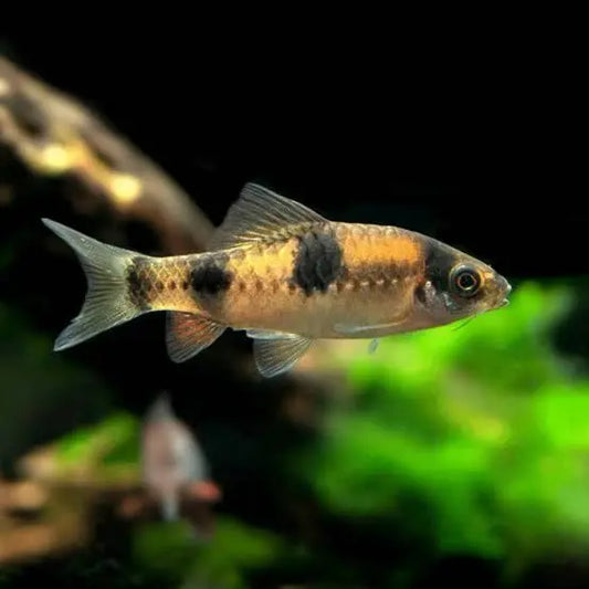 “Melon Barb freshwater aquarium fish with red-orange body and dark bands”
