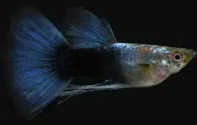 Tuxedo Black Guppy (Male) Tropical Treasures Wyo LLC