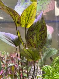 Stardust Sword Plant Tropical Treasures Wyo LLC