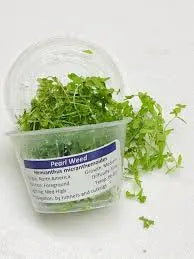 Pearl Weed Portion Cups Tropical Treasures Wyo LLC