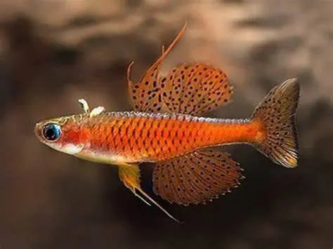 Paskai Red Neon Rainbowfish Pseudomugil paskai nano rainbowfish with red fins and blue eyes for planted aquariums