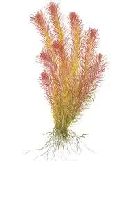 Rotala wallichii live aquarium plant with fine feathery stems