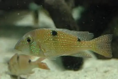 Gurupi Cichlid unique South American freshwater cichlid for specialty aquariums