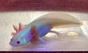 Glowie Axolotl glowing under UV light in a cold-water aquarium