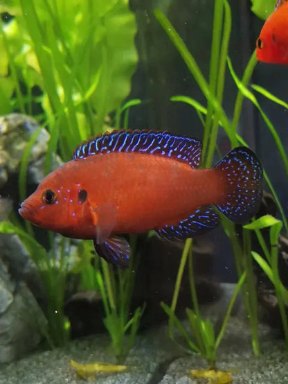 Turkana Jewel Cichlid bright red African cichlid with blue-green speckles swimming in a freshwater aquarium