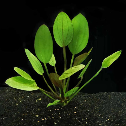 Melon Sword Plant Tropical Treasures Wyo LLC