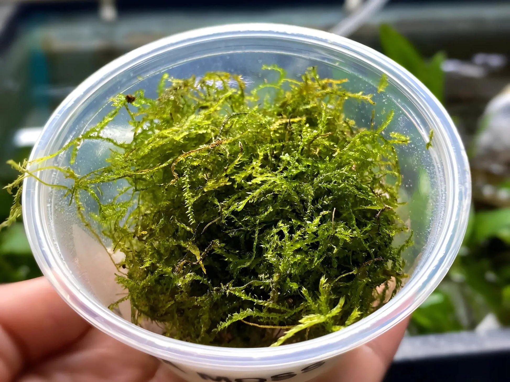 Java Moss Taxiphyllum barbieri easy freshwater aquarium moss for shrimp tanks and planted aquariums