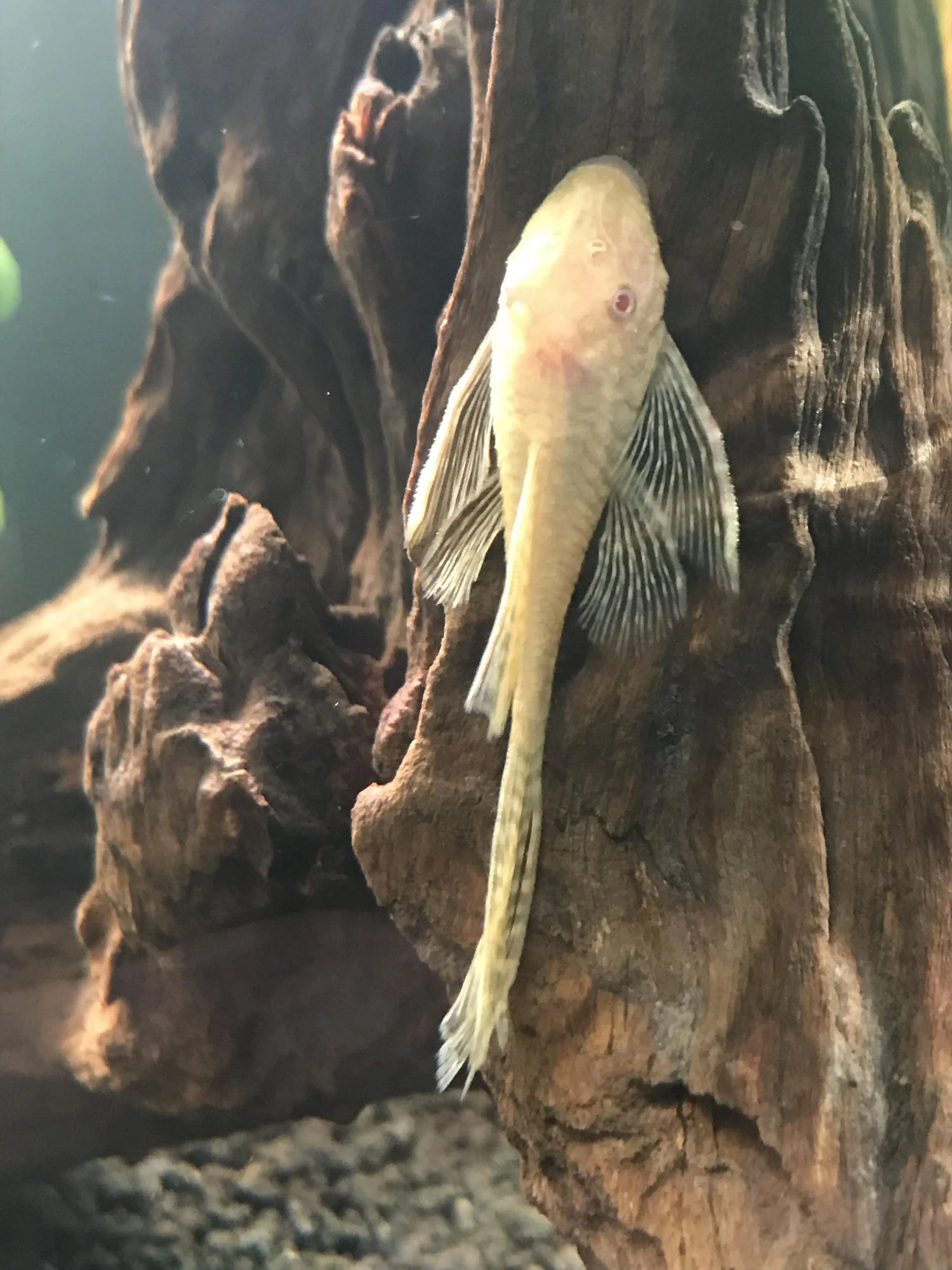 Albino Lemon Longfin Pleco – bright yellow bristlenose pleco with long flowing fins, resting on driftwood in a freshwater planted aquarium