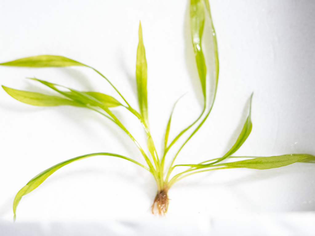 Lanthium Quadricostatus (Broad leaf Chain Sword)