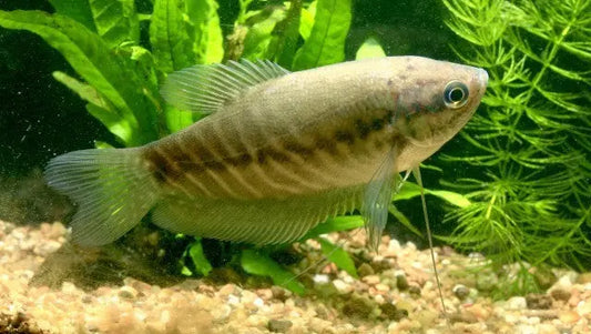 Snakeskin Gourami (Trichogaster pectoralis) – large freshwater labyrinth fish with silver-gray snakeskin-like patterning swimming in a community aquarium.