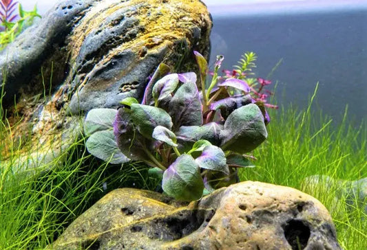 Lobelia cardinalis gigantea live aquarium plant