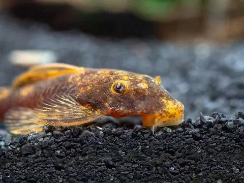 Calico Bristlenose Pleco (Ancistrus sp.) – mottled orange, yellow, and black pleco resting on driftwood in a planted freshwater aquarium.
