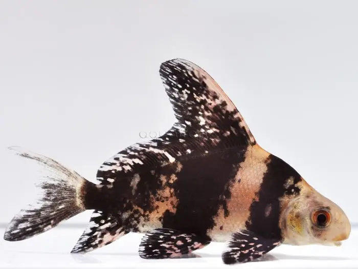 Chinese Highfin Shark (Myxocyprinus asiaticus) freshwater algae-eating fish with distinctive high dorsal fin swimming in a home aquarium
