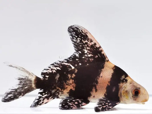 Chinese Highfin Shark (Myxocyprinus asiaticus) freshwater algae-eating fish with distinctive high dorsal fin swimming in a home aquarium