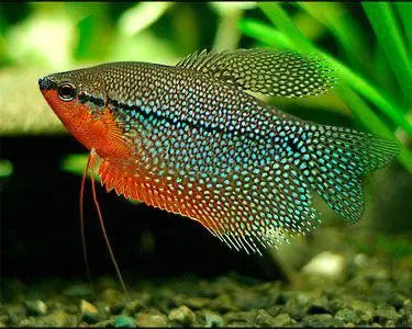 Pearl Gourami Trichopodus leerii peaceful freshwater labyrinth fish with pearl pattern