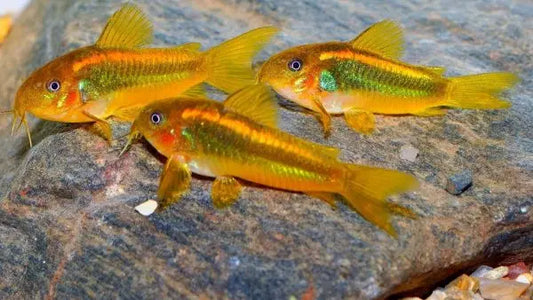 Orange Laser Cory – freshwater bottom-dwelling catfish with bright orange dorsal stripe, schooling peacefully in a planted aquarium.