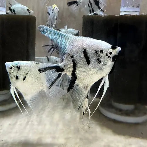Panda Angelfish (Pterophyllum scalare) – black-and-white freshwater angelfish with tall fins, ideal for planted aquariums and community tanks.