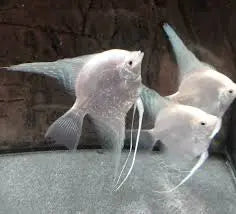 White Platinum Angelfish swimming in freshwater community tank