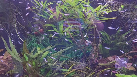 Platinum Miyuki Medaka Ricefish – iridescent silver-white nano fish with blue sheen, swimming in a planted freshwater aquarium.”